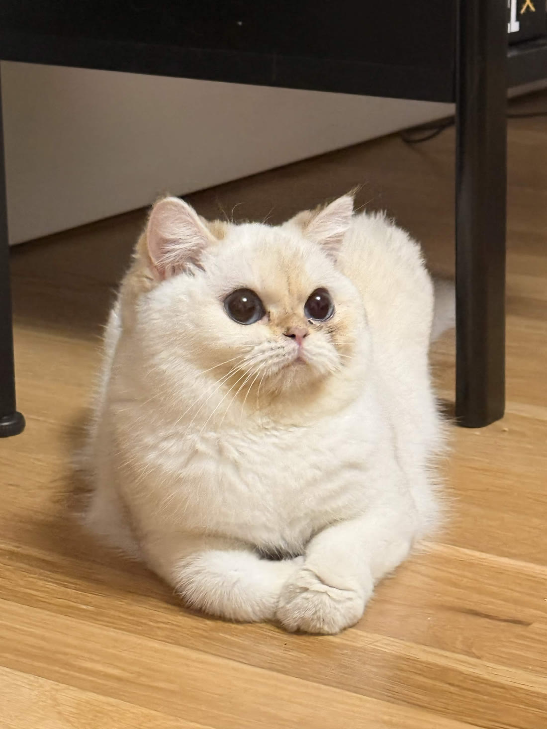 A round cream-colored cat sitting with its paws crossed