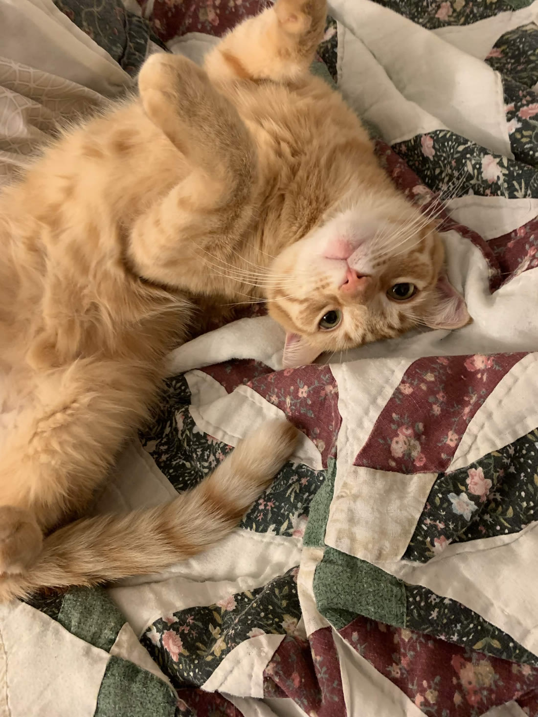 An orange cat lying upside down on a patchwork quilt